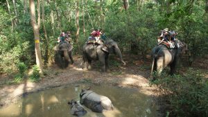 Chitwan jungle safari tours